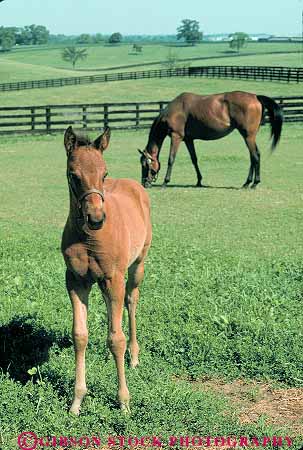 Stock Photo #14086: keywords - animal animals blue colt country countryside farm farms grass horse horses kentucky landscape lexington livestock pasture pastures ranch ranches rural scenery scenic vert