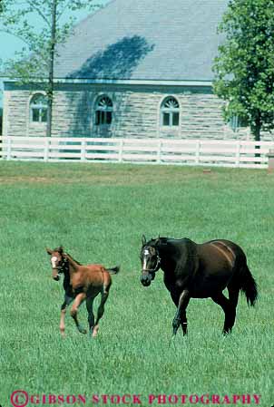 Stock Photo #14087: keywords -  animal animals barn barns blue country countryside farm farms fence fences grass horse horses kentucky landscape lexington livestock pasture pastures ranch ranches rural scenery scenic vert