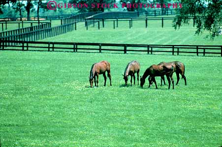 Stock Photo #14089: keywords -  animal animals blue country countryside farm farms fence fences grass herd herds horse horses horz kentucky landscape lexington livestock pasture pastures ranch ranches rural scenery scenic