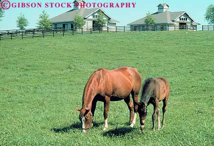 Stock Photo #14091: keywords - animal animals barn barns blue colt country countryside farm farms grass horse horses horz kentucky landscape lexington livestock pair pasture pastures ranch ranches rural scenery scenic two