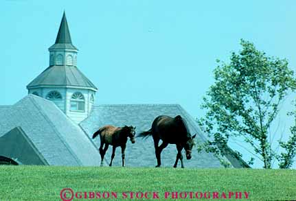 Stock Photo #14092: keywords -  animal animals barn barns blue colt country countryside farm farms grass horse horses horz kentucky landscape lexington livestock pair pasture pastures ranch ranches rural scenery scenic two