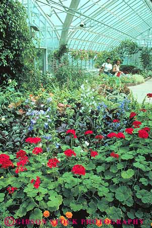 Stock Photo #12143: keywords -  african american botanical columbus conservatory flower flowers franklin garden gardens geranium greenhouse greenhouses municipal ohio pair park parks plants public through vert walking women