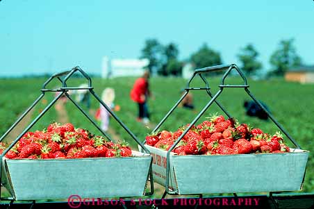 Stock Photo #14151: keywords -  agriculture basket baskets berries berry carton cartons container containers countryside farming farms field fields fruit fruits hand harvest harvested harvesting harvests horz in midwest ohio picked red rural strawberries strawberry urbana