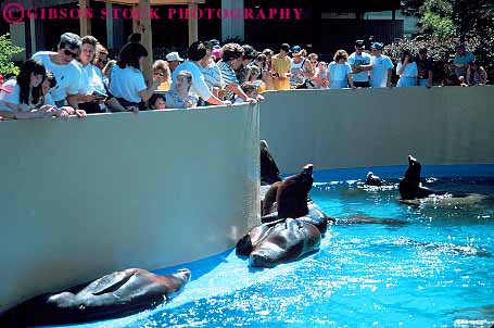 Stock Photo #11983: keywords -  amusement attraction captive captivity cleveland enclosed enclosure entertain entertainment fun horz leisure lion lions mammal mammals marine ohio park parks people pinniped play playing pool pools sea tank theme tourist water world