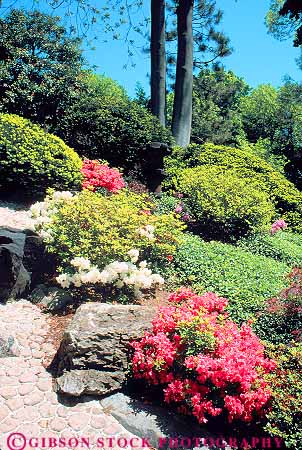Stock Photo #11989: keywords -  azalea botanical center cleveland flowering garden gardens landscape landscaped landscaping ohio park plant plants vert wade