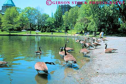 Stock Photo #11999: keywords -  animal animals bird birds canada cities city cleveland geese goose horz in lake lakes municipal ohio park parks pond ponds public wade water