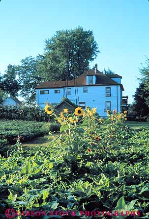 Stock Photo #14180: keywords - agriculture country countryside farm farms flower flowers home house near rural sunflower sunflowers vert wisconsin yellow