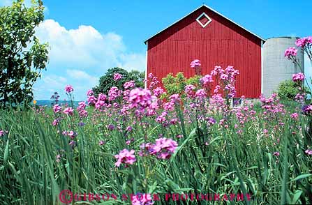 Stock Photo #14182: keywords -  agriculture barn barns colorful countryside farm farms flower flowers horz landscape near phlox pretty red rural scenery scenic wildflower wildflowers wisconsin