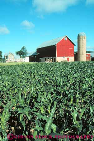 Stock Photo #13890: keywords - agriculture barn building buildings corn countryside crop crops farm farming farms green home house landscape red rural scenery scenic silo silos spring vert wisconsin