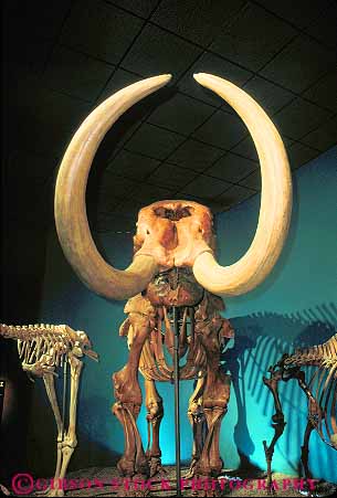 Stock Photo #11332: keywords - animal big bone bones extinct fossil fossils mammals mammoth milwaukee museum museums prehistoric public skeleton skeletons tusk tusks vert wisconsin