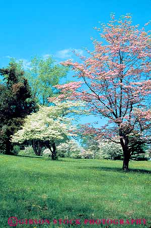 Stock Photo #14207: keywords -  american blossom blossoming blossoms colorful dogwood flower flowering flowers forge george historic history landscape living lush museum museums national park pennsylvania reconstruction revolution revolutionary scenery scenic season spring tree trees valley verdant vert war washington