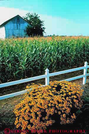 Stock Photo #14210: keywords -  and attraction barn barns corn country crop crops cultural culture destination dutch farm farming farms garden gardens heritage landscape pennsylvania scenery scenic strasburg tourist travel traveler vert