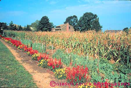 Stock Photo #14211: keywords -  and attraction corn country crop crops cultural culture destination dutch farm farming farms garden gardens heritage home homes horz landscape pennsylvania scenery scenic strasburg tourist travel traveler