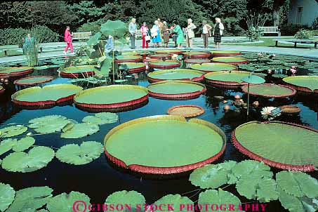 Stock Photo #14245: keywords - attraction big botanical circle circles circular different estate estates garden gardens giant green horz huge landscape landscaped large leaf leaves lilies lily longwood looking oval peculiar pennsylvania people pond ponds public round shape shapes tourist unusual water
