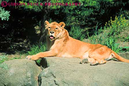 Stock Photo #11223: keywords -  animal animals body brown captive carnivore display displays exhibit exhibits face head horz lay laying lion lioness lions pennsylvania pittsburgh predator relax relaxed relaxing sit sits sitting zoo zoos