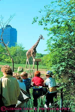 Stock Photo #11225: keywords - animal animals boy boys captive child children display displays exhibit exhibits giraffe giraffes group herbivore herbivores kid kids look looking pennsylvania people pittsburgh see seeing tall vert view viewing zoo zoos
