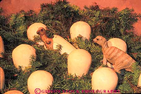 Stock Photo #11184: keywords - academy animal animals artificial baby birth dinosaur dinosaurs display displays egg eggs exhibit exhibits hatch hatching horz imitation in museums natural nest nests of pennsylvania philadelphia reptile reptiles science simulated