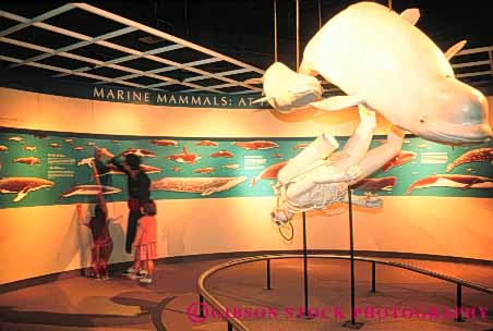 Stock Photo #8979: keywords -  aquarium aquariums chicago display horz illinois mammal mammals marine ocean oceanarium public sea