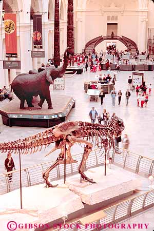 museums with t rex bones