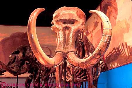 Stock Photo #17575: keywords - american big bone bones chicago circular curve curved curving display displaying displays extinct extinction field fossil fossils head heads history horz huge illinois large long mastodon mastodons museum museums natural pointed round rounded science sharp skeleton skeletons skull skulls tusk tusks