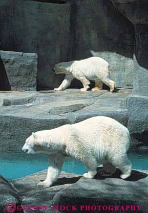 Stock Photo #8994: keywords -  animal animals attraction bears brookfield chicago display fur illinois mammal mammals people polar recreation tourist vert white zoo