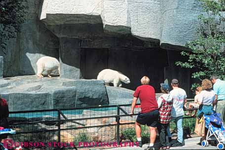 Stock Photo #8995: keywords -  animal animals attraction bears brookfield chicago display fur horz illinois mammal mammals people polar recreation tourist white zoo