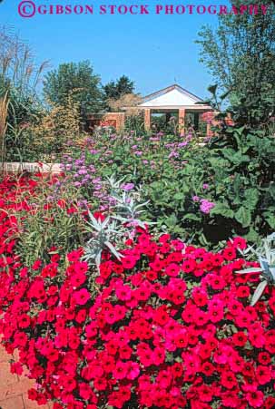 Stock Photo #8996: keywords -  attraction blossom blossoming blossoms botanic botanical bright chicago color colorful colors flower flowering flowers garden gardens glencoe illinois landscape landscaping people petunia petunias public recreation red season spring summer tourist vert