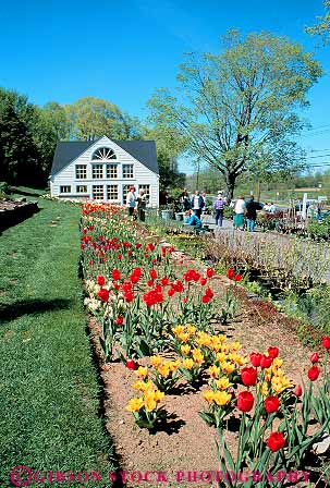 Stock Photo #14276: keywords - business center connecticut customer customers england farm flower flowering flowers garden gardening gardens historic litchfield new nurseries nursery outdoor outside people region retail season shop shopper shoppers shopping spring store stores tulip tulips vert white