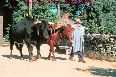 Stock Photo #14356: keywords - animal animals big cattle draft england farm farms historic history horz large livestock living mammal man massachusetts moving museum museums new old ox oxen pair region sturbridge two village villages vintage work
