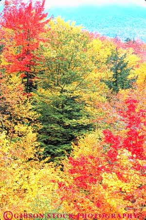 Stock Photo #9234: keywords -  autumn color colorful deciduous england fall foliage forest landscape leaf leaves maple massachusetts nature new plant plants scenery scenic season tree trees vert