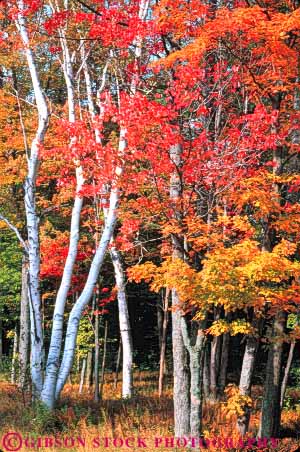 Stock Photo #9235: keywords -  and autumn birch color colorful deciduous england fall foliage forest landscape leaf leaves maple massachusetts nature new plant plants scenery scenic season tree trees vert