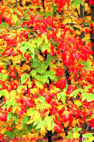 Stock Photo #9238: keywords -  autumn close color colorful deciduous england fall foliage forest green leaf leaves maple massachusetts nature new plant plants red scenery scenic season tree trees up vert