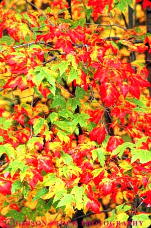 Stock Photo #9238: keywords - autumn close color colorful deciduous england fall foliage forest green leaf leaves maple massachusetts nature new plant plants red scenery scenic season tree trees up vert