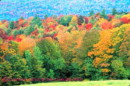 Stock Photo #9239: keywords -  autumn color colorful deciduous england fall foliage forest habitat hardwood horz landscape leaf leaves maple massachusetts nature new plant plants scenery scenic season tree trees