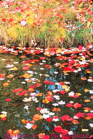Stock Photo #9243: keywords - autumn calm color colorful deciduous fall float floats foliage forest freshwater landscape leaf leaves maple massachusetts nature peaceful plant plants pond ponds quiet scenery scenic season still tree trees vert water