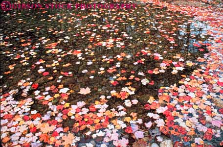 Stock Photo #9244: keywords -  autumn calm color colorful deciduous fall float floats foliage forest freshwater horz landscape leaf leaves maple massachusetts nature peaceful plant plants pond ponds quiet scenery scenic season still tree trees water