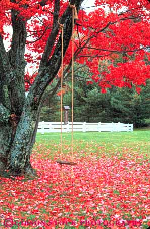 Stock Photo #9245: keywords -  autumn color colorful deciduous fall foliage forest in landscape leaf leaves maple massachusetts nature plant plants quaint romantic rope scenery scenic season swing swinging tree trees vert