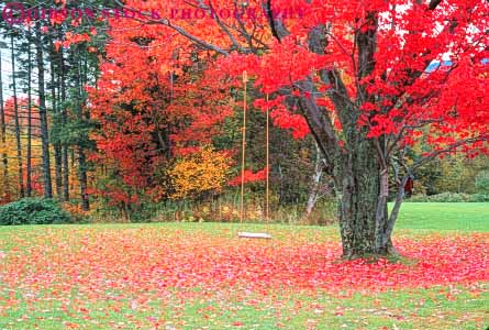 Stock Photo #9246: keywords -  autumn color colorful deciduous fall foliage forest horz in landscape leaf leaves maple massachusetts nature plant plants quaint romantic rope scenery scenic season swing swinging tree trees