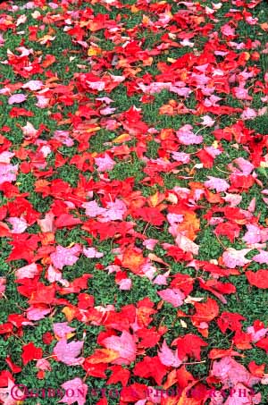 Stock Photo #9247: keywords - autumn color colorful deciduous fall foliage forest grass green landscape lawn leaf leaves maple massachusetts nature pattern plant plants red scenery scenic season shape texture tree trees vert