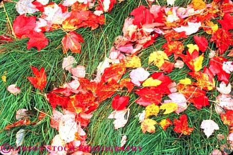 Stock Photo #9248: keywords -  autumn color colorful deciduous fall foliage forest grass green horz landscape lawn leaf leaves maple massachusetts nature pattern plant plants red scenery scenic season shape texture tree trees