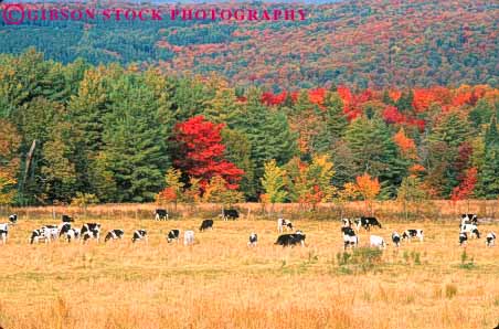 Stock Photo #9249: keywords -  animal autumn cattle color cow cows fall farm farming field foliage forest holstein horz landscape livestock mammal massachusetts nature pasture pastures scenery scenic season tree trees