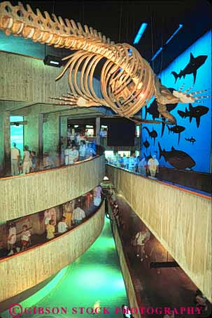 Stock Photo #9770: keywords -  activities activity aquarium aquariums bone bones boston cities city display displays england hang hanging interior interiors learn learning massachusetts museums new public recreation right skeleton skeletons urban vert whale whales