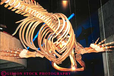 Stock Photo #9772: keywords -  activities activity aquarium aquariums bone bones boston cities city display displays england hang hanging horz interior interiors learn learning massachusetts museums new public recreation right skeleton skeletons urban whale whales