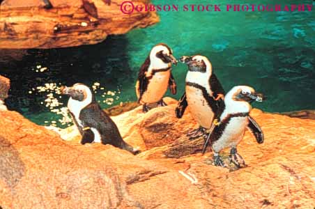 Stock Photo #9773: keywords - activities activity animal animals aquarium aquariums bird birds boston cities city display displays england exhibit exhibits horz learn learning live living massachusetts museums new penguin penguins public recreation tank urban