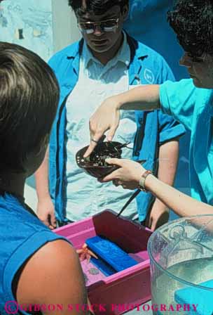 Stock Photo #9785: keywords -  activities activity alive aquarium aquariums boston children cities city crab crabs display displays england examine exhibit exhibits hands horseshoe interactive learn learning life live living look marine massachusetts new public recreation see study touch touching urban vert