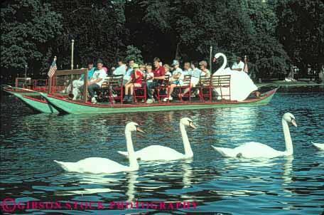 Stock Photo #9801: keywords -  animal animals big bird birds boat boats boston cities city common float floating graceful horz huge in large massachusetts municipal park parks passenger passengers public ride riders riding summer swan swans three tour tours white