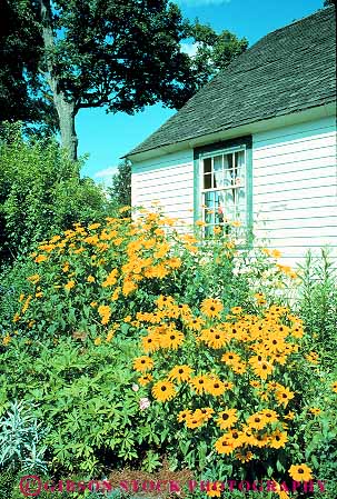 Stock Photo #14368: keywords -  berkshire berkshires black blossoms cottage cottages destination eyed flower flowering flowers garden gardens hill hills in massachusetts quaint romantic spring stockbridge summer susan susans travel vacation vert yellow
