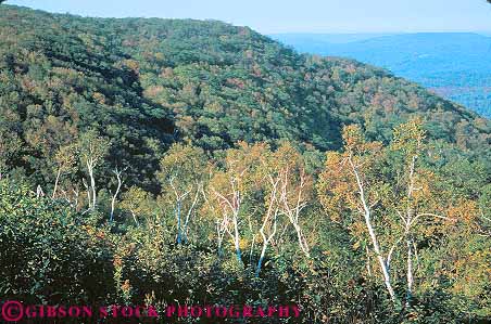 Stock Photo #14379: keywords -  berkshire berkshires birch deciduous destination forest forests hill hills hilly horz landscape massachusetts overview panorama panoramic pittsfield scenery scenic state travel tree trees vacation valley valleys view