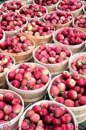 Stock Photo #14385: keywords - apple apples autumn basket baskets berkshire berkshires bucket buckets bushel bushels cheshire circle circular crop crops destination fall food fresh fruit fruits harvest harvested hill hills massachusetts pattern pick picked produce red repeat repeats repetition round symmetrical symmetry texture textures travel vacation vert