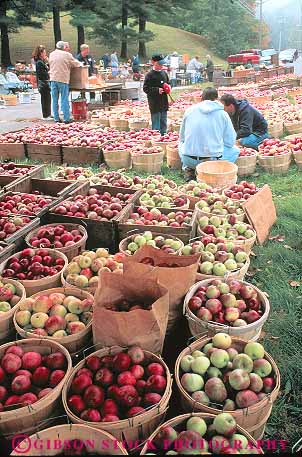 Stock Photo #14386: keywords -  apple apples autumn basket baskets berkshire berkshires bucket buckets bushel bushels buy cheshire circle circular crop crops destination fall food fresh fruit fruits harvest harvested hill hills market markets massachusetts pattern people pick picked produce red repeat repeats repetition round stand stands symmetrical symmetry texture textures travel vacation vert